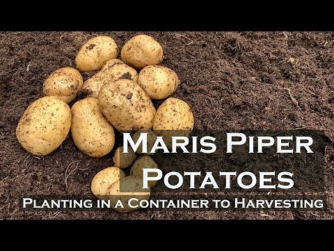 Maris Piper Potatoes | Planting in a container to Harvesting
