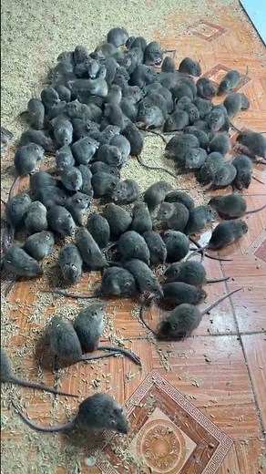 fat mice are eating #shorts