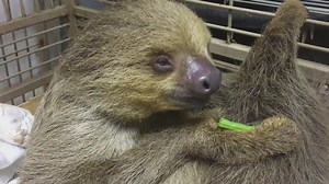 5.5K views · 129 reactions | Sid the two-toed sloth to be introduced to the public at the Shell Factory & Nature Park. | The News-Press (Fort Myers and Cape Coral) | Facebook