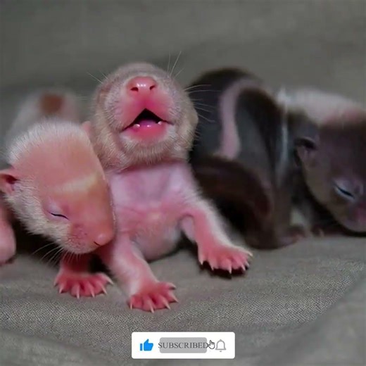 Skunk Birth Cycle Explained in 60 Seconds
