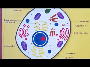 Animal cell model making (step by step)