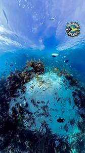 New things to see everyday #exuma #bahamas #insta360 #x4 #instadaily #bahamas #influencer #capturethemoment #intothewild #underwaterworld #divein #fisherman #adventure #underwaterlife #fishing #feedingfish | Duran Roberts