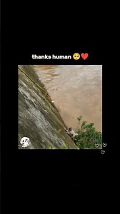 I need your help human 💕 #viral #viralshort #viralvideo #viralvideos #fyp #animalrescue