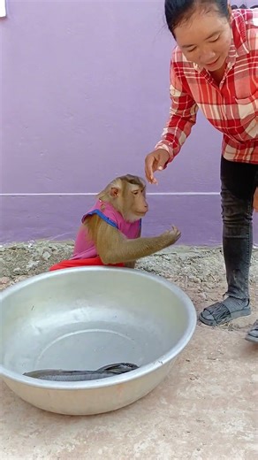 Most Adorable Animal Family SokYaa Monkey, ToTo, Phao Living in Harmony #SokYaa #AnimalFamily