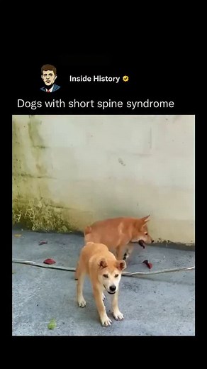 724K views · 5.6K reactions | Dogs with Short Spine Syndrome have a...