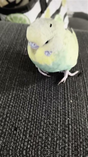 Mango the bird edit