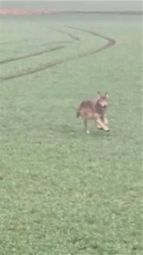 Wolf in Germany #travel