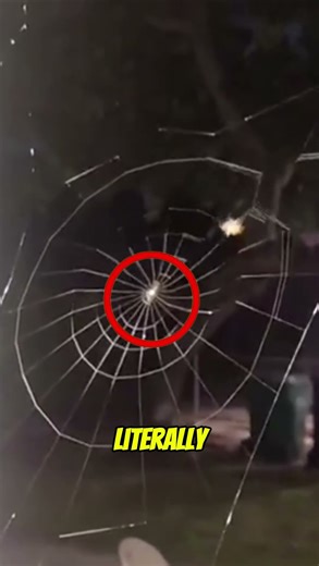 Watch a spider 3D print a perfect web 😮