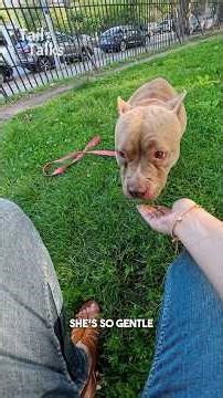 We met a very sweet American Bully named Asha! #pitbull #dog