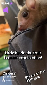 Have you ever seen a fruit bat using echolocation? 🤔 Our Shir sent us a rare (and extremely adorable) documentation of sweet Kevin she is fostering, using echolocation to form an image of his surroundings before taking off in flight. Volume up to hear the clicks! Most species of fruit bats don't use echolocation and only rely on sight (despite what people think, they have excellent eyesight), because unlike insectivore bats, fruit bats' food stays put and they don't need echolocation to hunt it