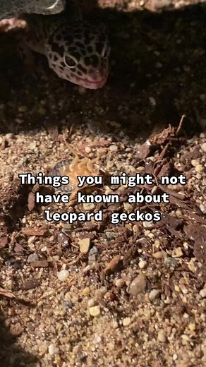Fascinating Leopard Gecko Facts You Need to Know