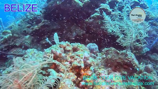 Thinking about diving Half Moon Caye? Here’s what makes it unforgettable with Hazel Adventures Belize: ✅ Expert-led dives with safety and clarity ✅ Reef dives, wall dives, and pristine coral walls ✅ Seamless logistics from San Pedro to Lighthouse Reef ✅ We get you ready for those dives. Book your next dive with confidence. We’re ready when you are. 🔗 www.hazeladventuresbelize.com #HazelAdventuresBelize #BelizeDiving #EcoTourism #AdventureTravel | Hazel Adventures Belize