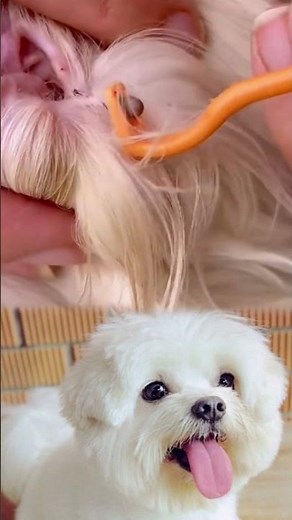 Safe Tick Removal from Dog’s Ear | Dog Care Tips + Adorable White Dog Brothers Playing