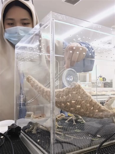 nyam nyam nyam 🤗 . Time to mangaaaaan ✌ #beardeddragon #beardeddragonsoftiktok #xdrturtletangerang #gadingserpongupdate #