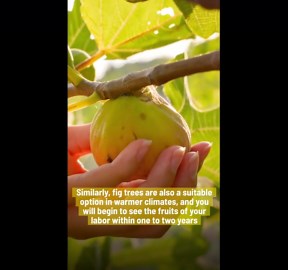 Fast-Growing Fruit Trees You Should Plant In Your Garden.