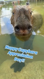 5.3K reactions · 265 shares | Happy Capybara Appreciation day!! Here are 5 fun capybara facts!! 1. Biggest rodent — They can weigh up to 150 pounds. 2. Water lovers — Great swimmers, can hold breath for 5 minutes. 3. Super social — Live in herds, sometimes over 50 strong. 4. Chill with everyone — Even birds and monkeys hang with them. 5. Eat their poop — Helps them digest tough plant fiber. | Amazing Animals Inc. | Facebook