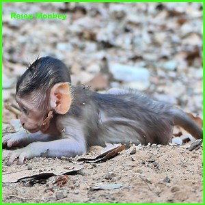 Horrible!!! Baby monkey attack forced so terrible until screaming horrible so far | RESEP Monkey