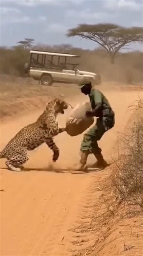Man Blocks Leopard Attack With a Shield 😳🐆 | Insane Jungle Moment