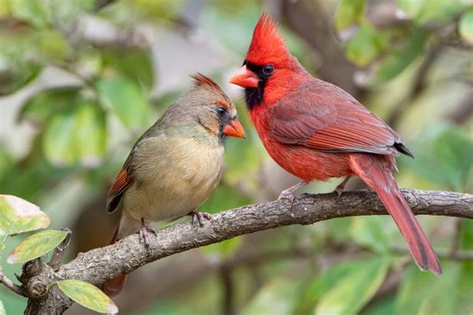 How a Male Cardinal Shows Off During Courtship