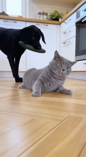 Why not love cucumbers 🥒😂 | Cute Critter Stories