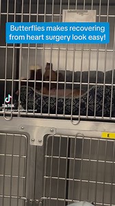 5.5K reactions · 115 shares | 16 weeks old Butterflies, our little patent ductus arteriosus (PDA) puppy, is recovering nicely from her heart surgery. #dog #rescuedismyfavoritebreed #rescueanimals #puppylove | Pawportunities | Facebook