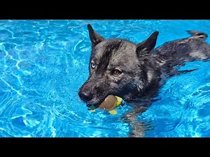 My Dog Jumped into the Pool To Save What?
