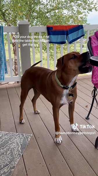 Hampton Bay Pet Steps (@hamptonbaypetsteps1)’s video of Pet Dog