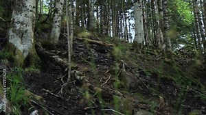 Humid coniferous undergrowth of high mountain in spring. Devil's eyes, Aran Valley, Catalan Pyrenees, Spain.