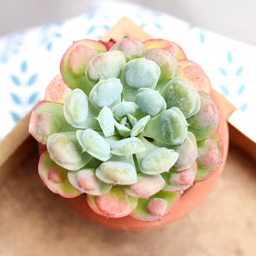 Echeveria Succulents | Types of Rosette Shaped Succulents for Sale