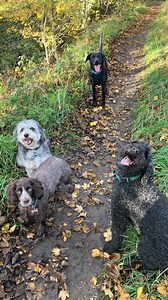 Pluto, Gus, Luna & Paddy ❤️ | Pluto’s Pals Dog Walking & Sitting Services | Facebook