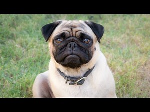 How Much Are Pugs?🐾🐾🐾