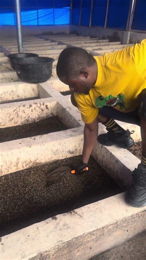 We use all forms of waste as a maggot substrate for production