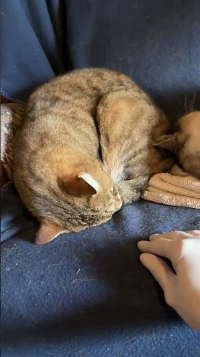 Easy way to get rid of cat hair on blankets