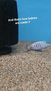 4.8K views · 57 reactions | #Malawi #cichlid #malawicichlids #fish #fishbreeding #fishhobby #fishing #fishkeeping #aquarium #fishtank #aquarium | Premier aquatics ltd | Facebook