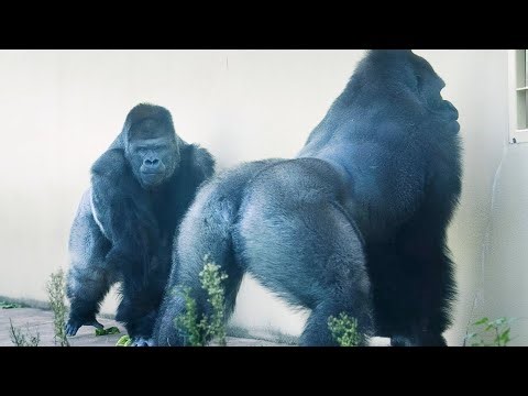 Is Dad Gorilla ready to part with his Daughter? | Shabani's Group