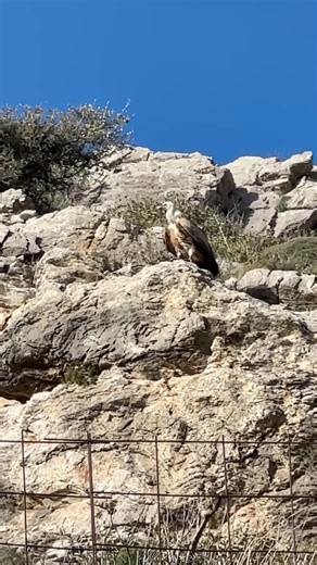 Εκεί που οι γύπες κυριαρχούν | Τριόπετρα, Κρήτη • Where vultures rule | Triopetra, Crete