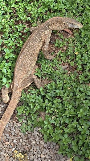 Monitor Lizard Taking It Easy | Relaxing Wildlife 4K (No Talking 😎🦎 #natureisfullofwonders