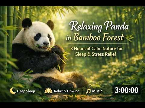 🐼 Relaxing Panda Music for Deep Sleeping & Stress Relief Music #Relaxation #DeepSleep #music