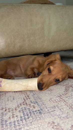 my weiner #weinerdog #dachshund #longhaireddachshund #fyp #summermood
