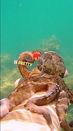 what the sign of octopus attack?