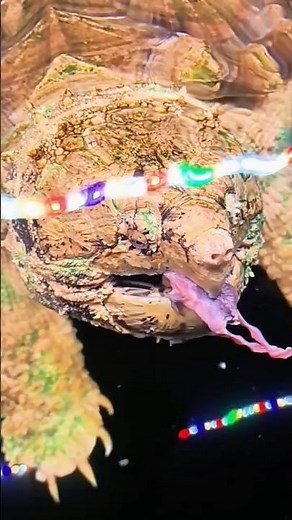 Feeding an Alligator Snapping Turtle with Baby Chicks 👀