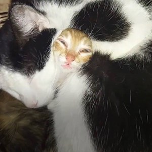 596K views · 10K reactions | This cute kitten looks so silly while napping with its mommy!  | Naturee | Facebook