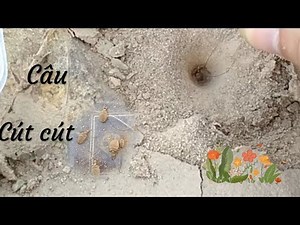 Đi câu con cút cút (kiến sư tử)