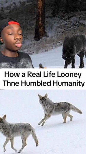 115K views · 3K reactions | And thats how I became an unapologetic coyote stan #animals #nature #moreyouknow #wolf #Learn | Mndiaye Review | Facebook
