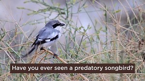 Learn more about the Northern Shrike, a predatory songbird: http://ow.ly/Pn06309NEnG | National Audubon Society