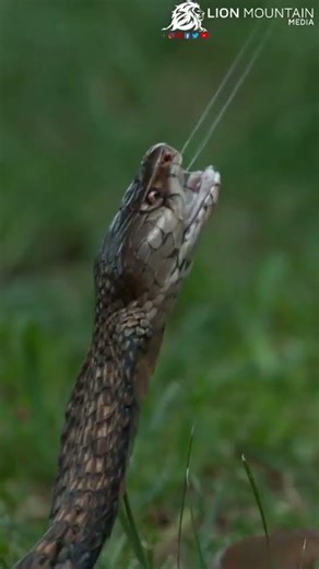 The Incredible Accuracy of Snake Strikes | Fast & Fierce in Action