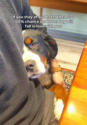 Yes, your stay does include Bernese Mountain Dog cuddles. I’m just trying to check in a guest and this is what Benny does! Benny falls in love with every single guest who comes to his hotel @dominionhillcountryinn. 🏡 In his mind, every guest is his new best friend for life. Some guests come for the quiet countryside. Some come for the comfortable rooms. But Benny is pretty sure everyone is really here to see him. Share this with someone who would book a trip just to meet Benny 🐾 #bernesemounta