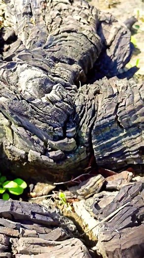 Metasequoia fossil forest - 3 #japan #fossils #tokyo