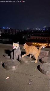 What Was A Chartreux Cat Doing Here? Reveals Everything