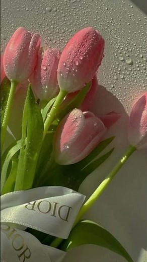 🌷 Top 10 Tulip Flower Wallpapers | Beautiful & Aesthetic Floral Backgrounds ✨